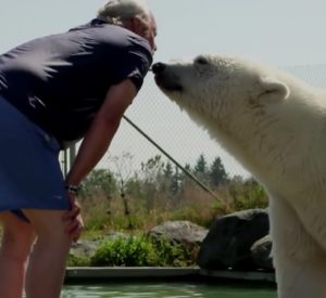 Állat-ember barátsága, jegesmedve